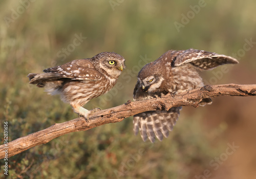 Adult birds and little owl chicks (Athene noctua) are photographed at close range closeup on a blurred background. © VOLODYMYR KUCHERENKO