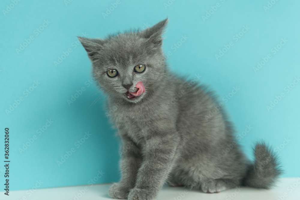 Fototapeta premium little cute gray kitten cat brit licks on a blue background