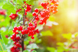 red currant berries on a branch in the garden