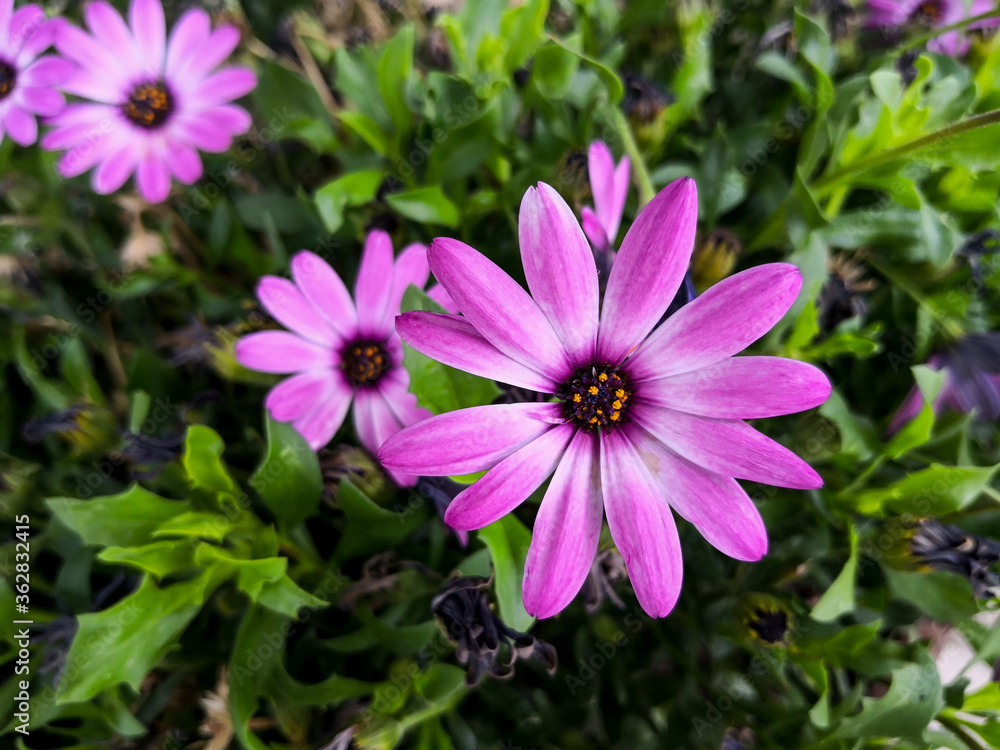 Osteospermum on the background of green leaves Osteospermum on the background of green leaves