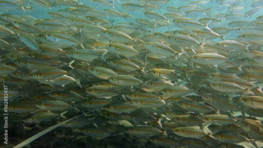 A large school of fish Yellowstripe scad floats on the shallows. The sun's rays pass through the water and beautifully reflected on the scales of fish. Bali. A large school of fish Yellowstripe scad floats on the shallows. The sun's rays pass through the water and beautifully reflected on the scales of fish. Bali.