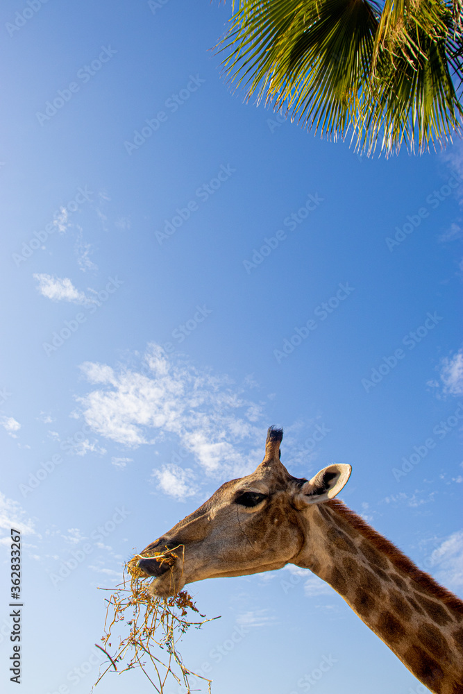 Naklejka premium beautiful Giraffe eating, blue sky