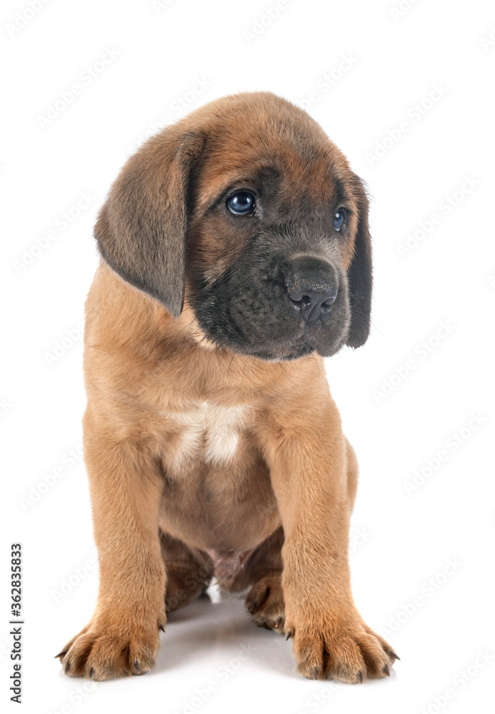 puppy cane corso puppy cane corso