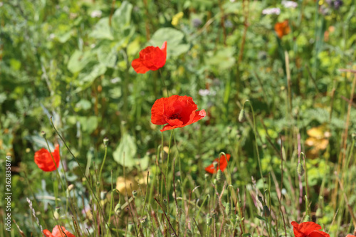 Beautiful wild poppy flower in the meadow