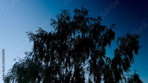 Tree Silhouette In Night Sky
