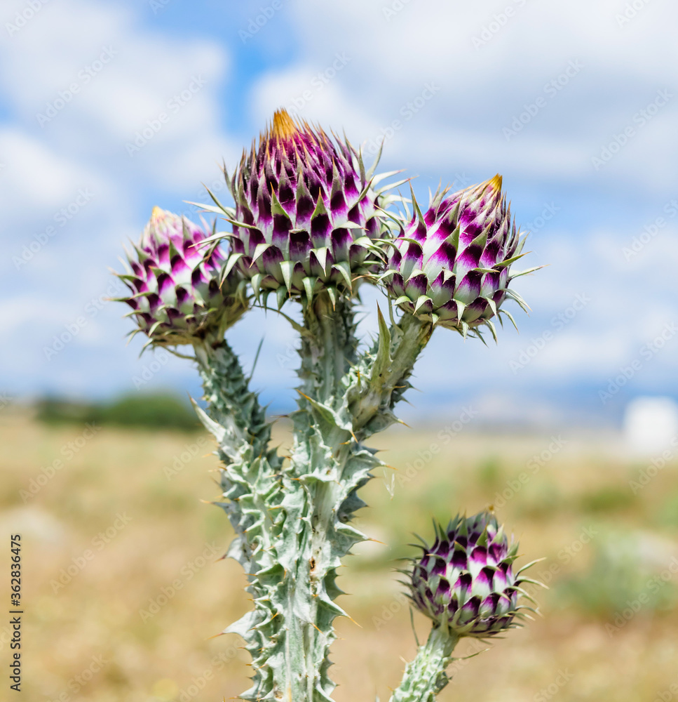 Tres flores de cardo en el campo Stock Photo | Adobe Stock