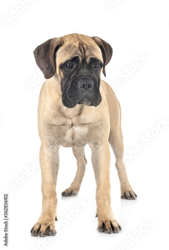 young bullmastiff in studio