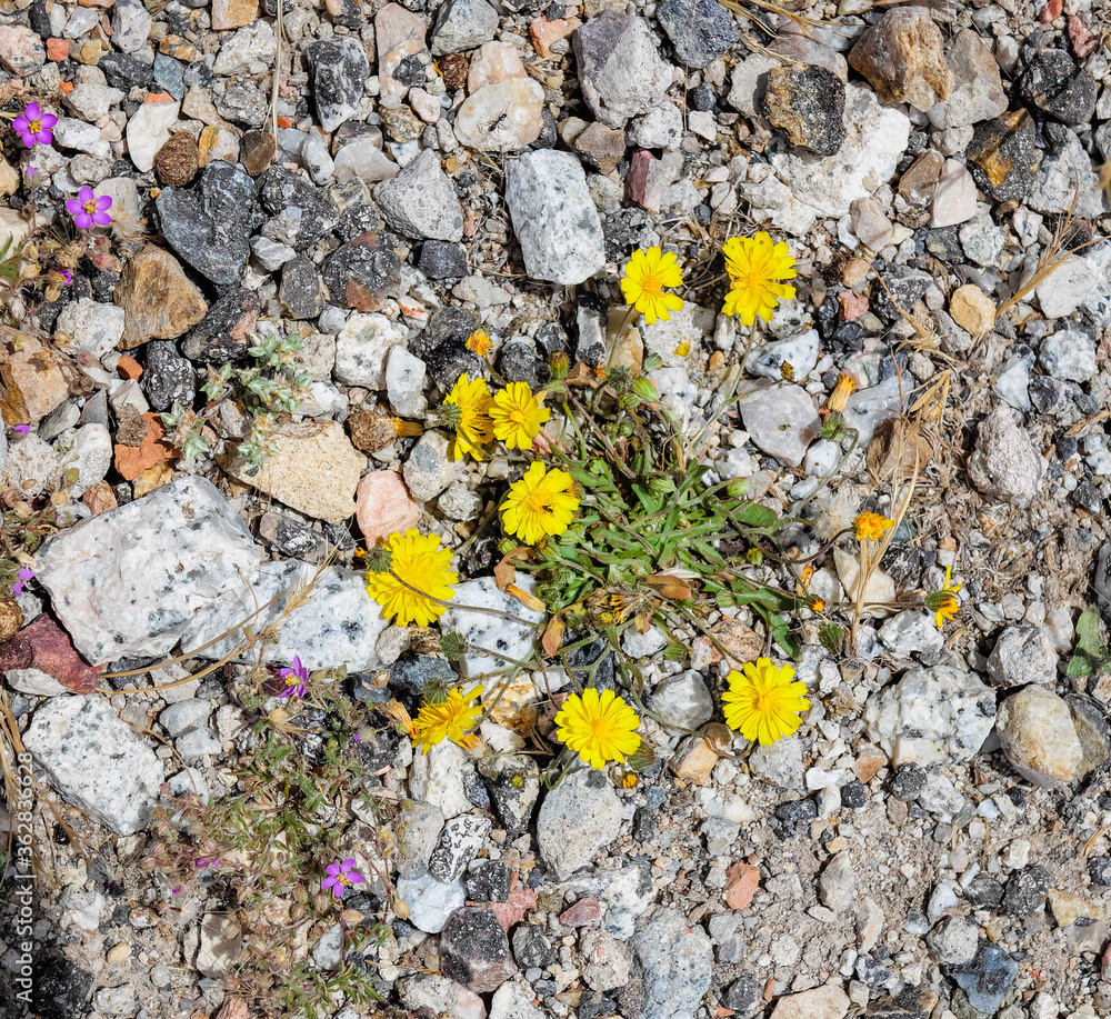 Flores amarillas entre las piedras del camino Flores amarillas entre las piedras del camino