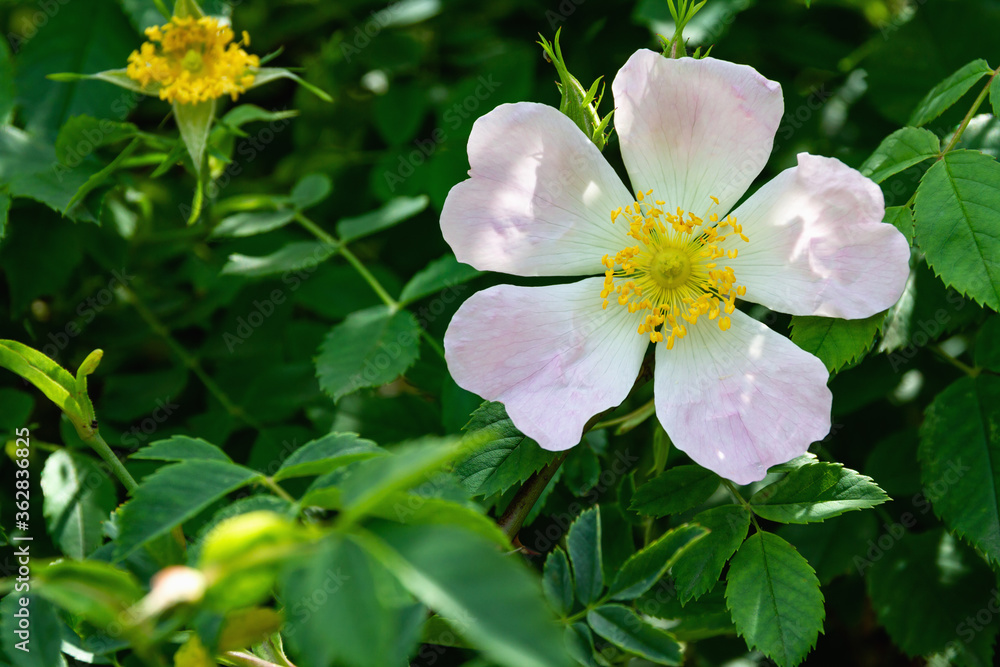 Obraz premium Closeup of a summer Dog-Rose flower