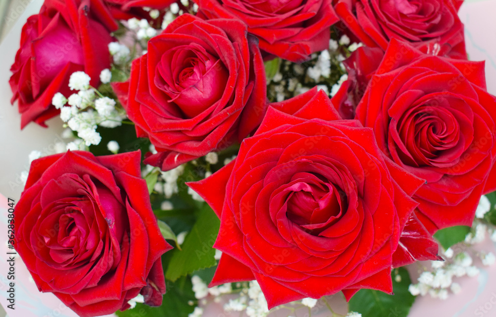 Beautiful red roses close-up, photo of real flowers Beautiful red roses close-up, photo of real flowers