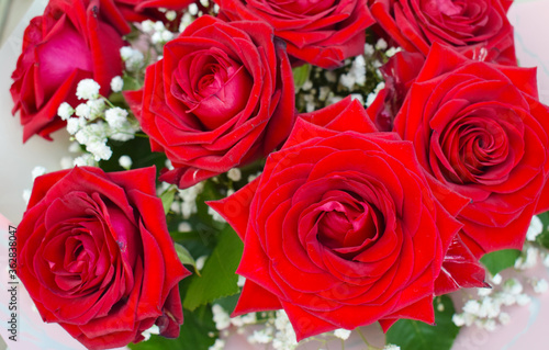 Beautiful red roses close-up  photo of real flowers
