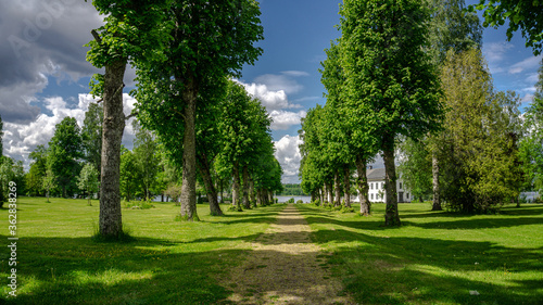 Middle road with tall old trees on each side in the summer green background and blue sky