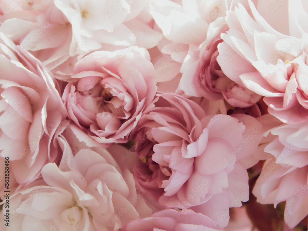 Softer Hintergrund, floral mit Kirschblüten, Hochzeit und feierlicher Anlass