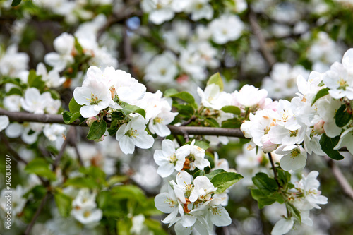 Bild auf Leinwand apple blossom in the garden