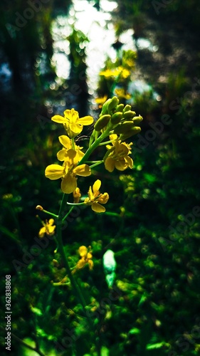 Fototapeta Naklejka Na Ścianę i Meble -  yellow flowers in the forest