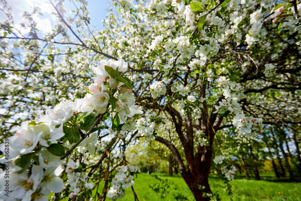 apple blossom in the garden apple blossom in the garden