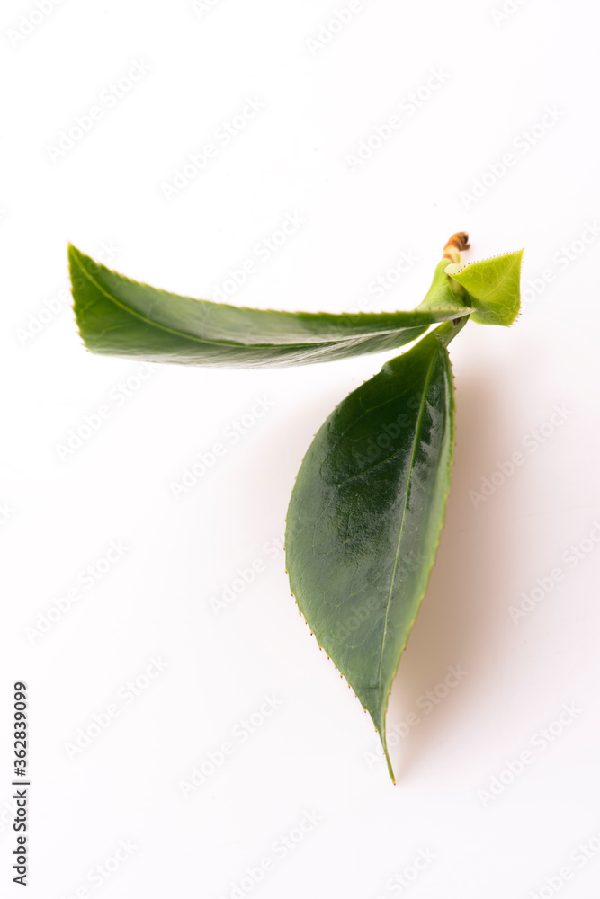 Obraz premium Fresh tea leaves on white