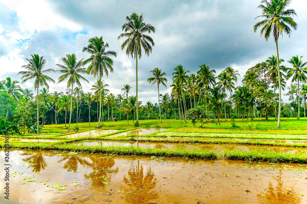 Obraz premium Balinese coconut trees and green rice paddy fields reflection in water