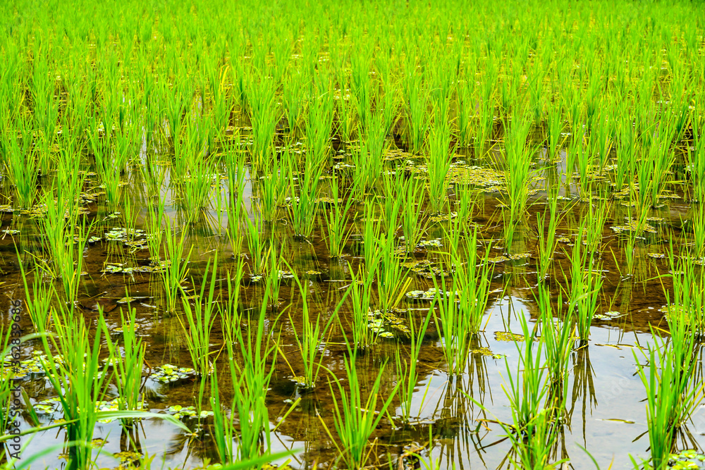 Green rice paddy field agriculture background Green rice paddy field agriculture background