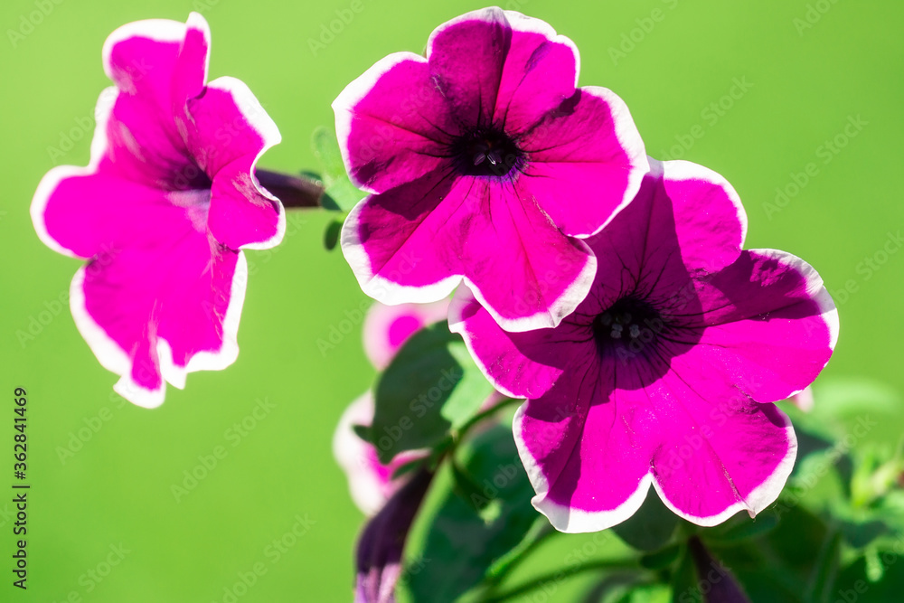 Petunia on a green background