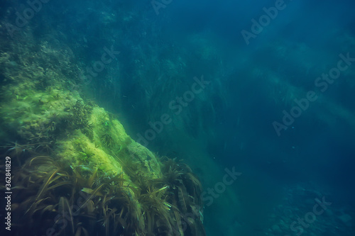underwater landscape reef with algae  sea north  view in the cold sea ecosystem