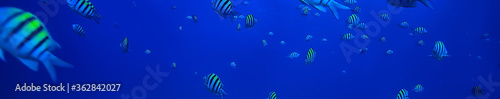 Obraz na plátně school of fish underwater photo, Gulf of Mexico, Cancun, bio fishing resources