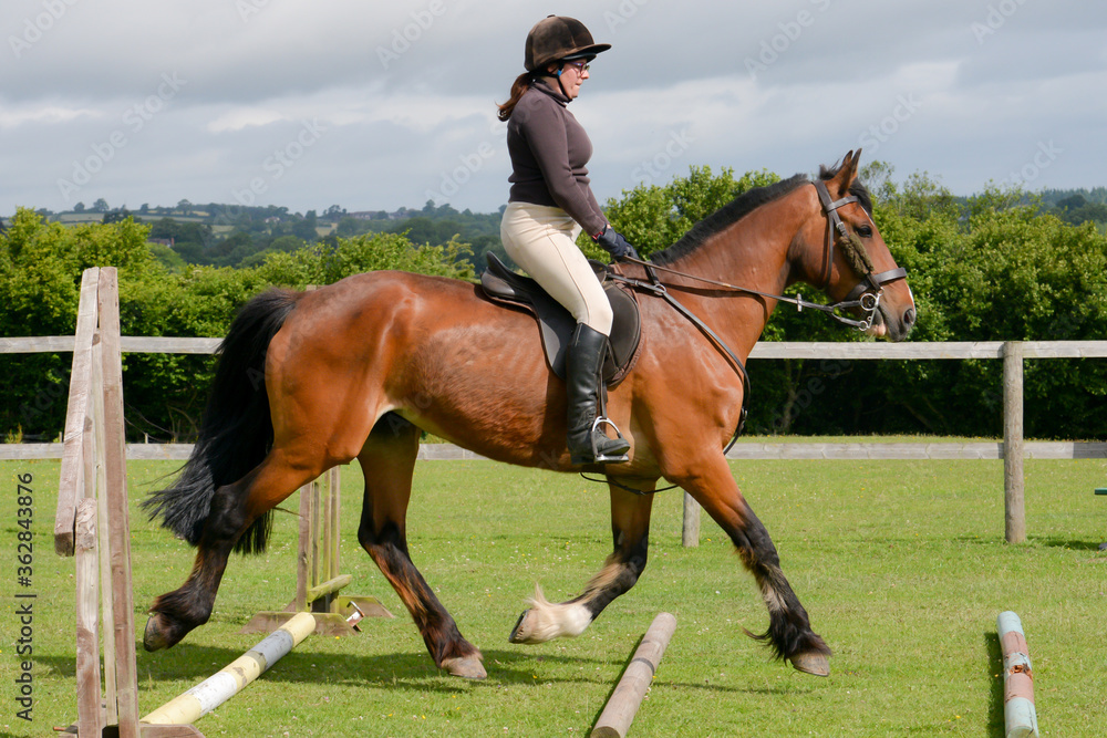 woman riding horse over trotting poles woman riding horse over trotting poles