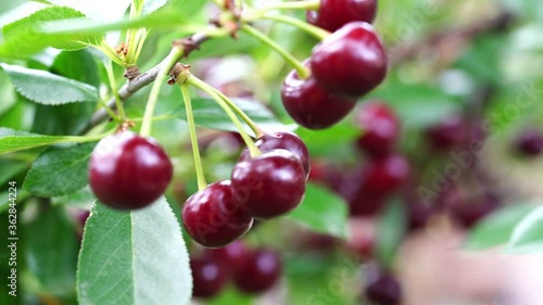 Wallpaper Mural branch with ripe cherries on a sunny day Torontodigital.ca