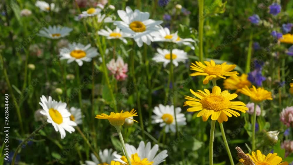 Doronium yellow daisy flowers sways in the wind, long petals fluttering. Meadow flowers. Natural floral spring background 4K Doronium yellow daisy flowers sways in the wind, long petals fluttering. Meadow flowers. Natural floral spring background 4K