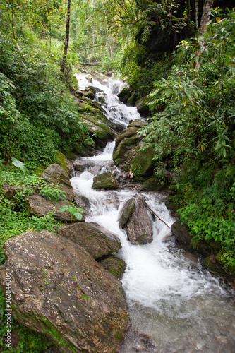 river in the forest