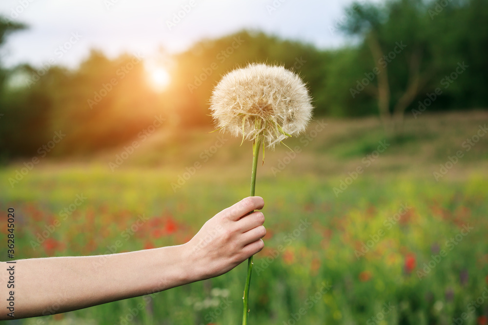Fototapeta premium young woman hand holding beautiful dandelion flower at sunny summer field