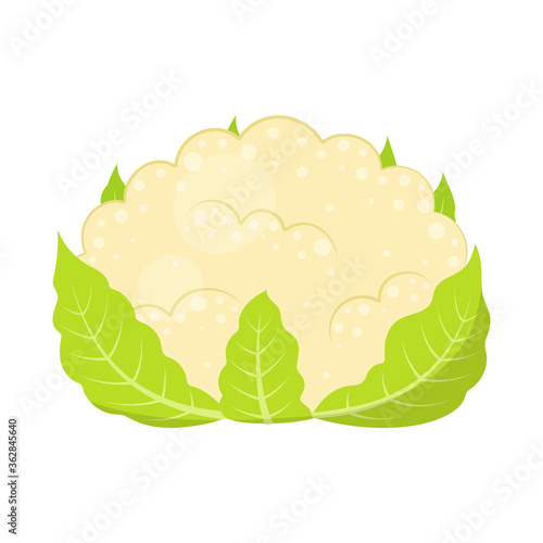 cauliflower isolated on white background, vector illustration