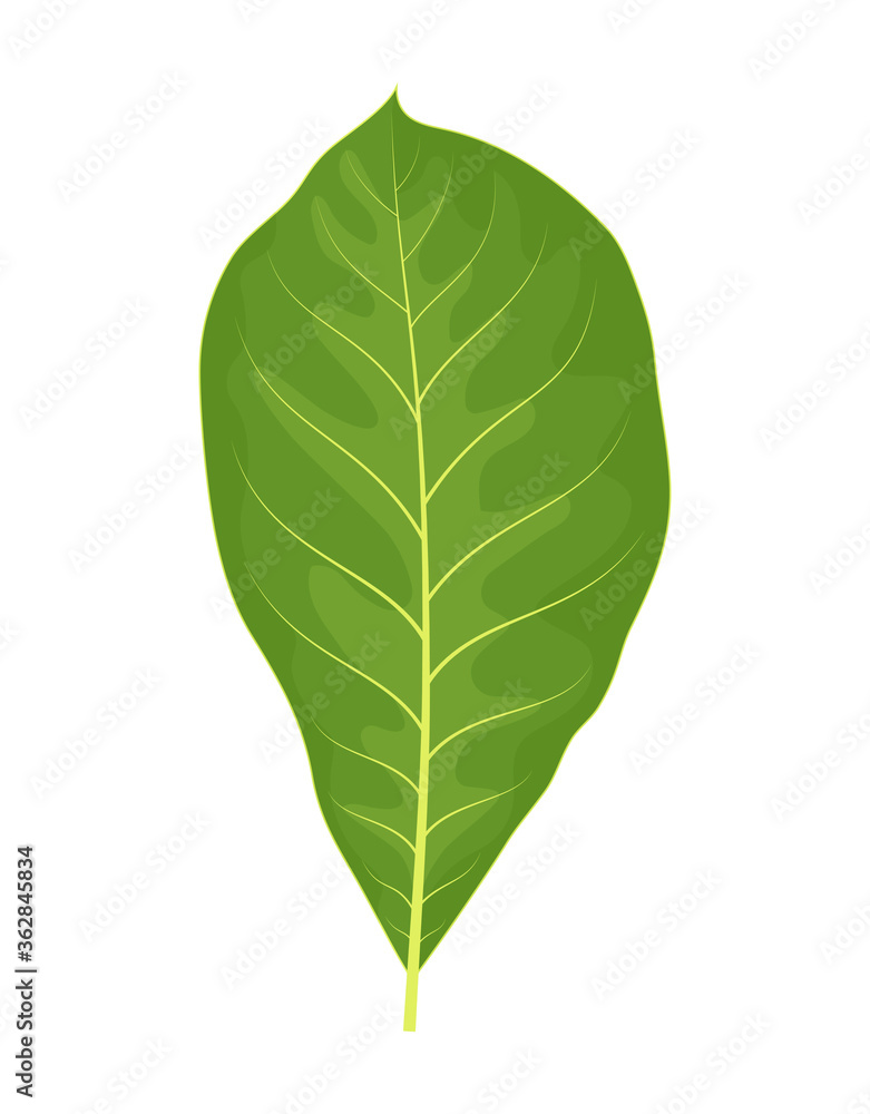 walnut leaf isolated on white, vector illustration walnut leaf isolated on white, vector illustration
