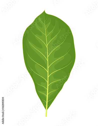 walnut leaf isolated on white  vector illustration