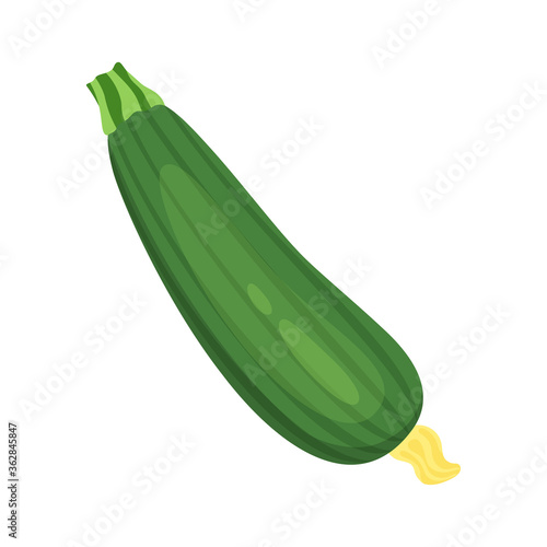zucchiny isolated on white background, vector illustration
