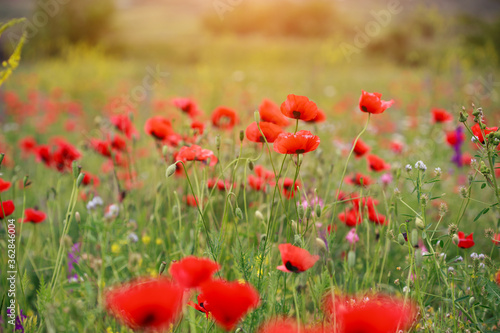 summertime meadow, colorful field of red wild summer poppy flowers at morning sunrise light, scenic nature landscape