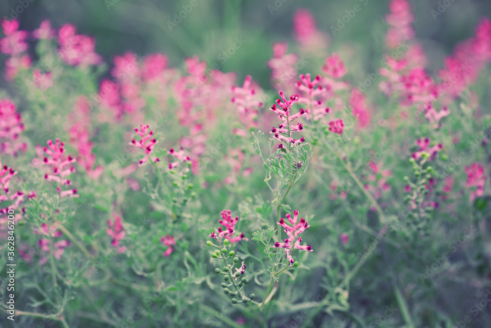 summer background, field of wild little flowers