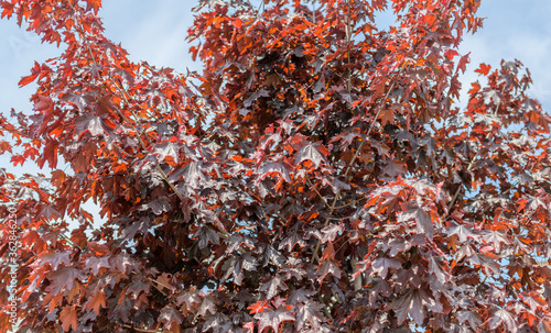 Red maple leaves (Crimson King) in sunlight. © Vladimir Arndt