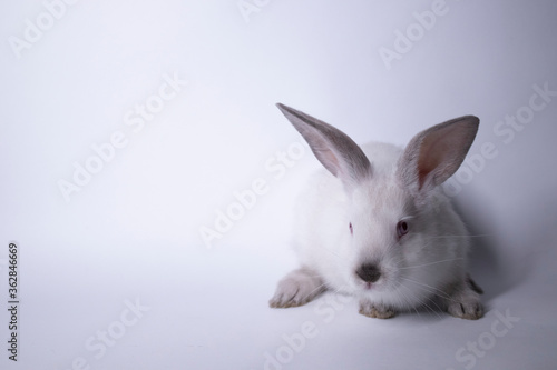 white rabbit, bunny with red eyes on a white background. Isolated. Copy space. High quality photo