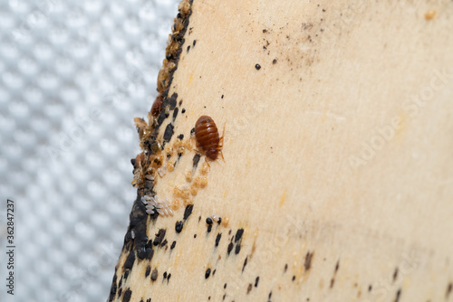 Vászonkép Bed Bugs with it's eggs and babies on a bed slates