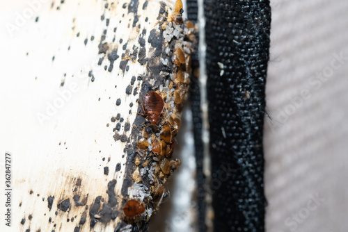 Bed Bugs, Eggs and Nymphs Found On Bed Slate