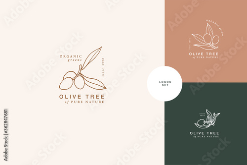 Vector illustration olive branch - vintage engraved style. Logo composition in retro botanical style.