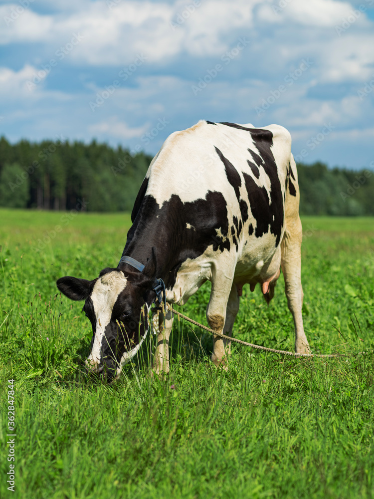 Black and white cow in a grassy field on a bright and sunny day. Stock ...