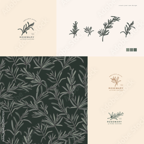 Vector illustration rosemary branch - vintage engraved style. Logo composition in retro botanical style. Seamless pattern.