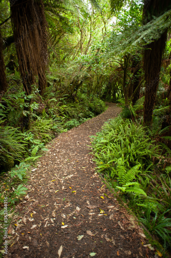path in the ferns path in the ferns