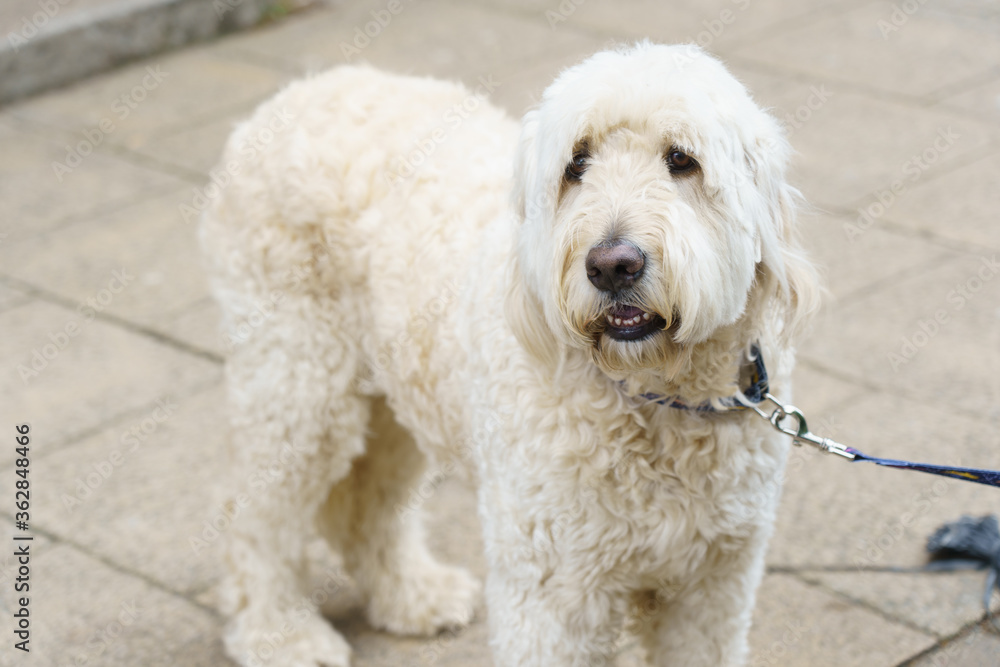 Large fluffy Labradoodle Dog with tight curly white locks of fur on a lead.