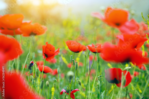 summertime flower background  colorful meadow with red wild summer poppies at morning sunrise light  scenic nature landscape