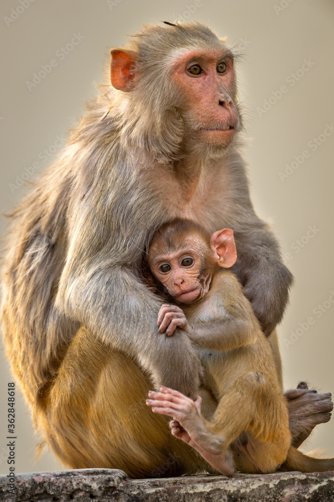 Mother loving her baby. Rhesus macaque or Macaca mulatta monkey mother and baby in cuddling moment