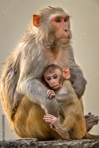 Mother loving her baby. Rhesus macaque or Macaca mulatta monkey mother and baby in cuddling moment © Sourabh