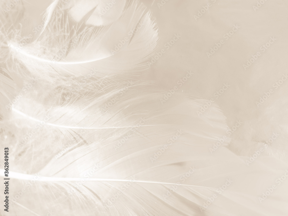 Fototapeta premium Beautiful abstract gray and white feathers on white background, soft brown feather texture on white pattern background, gray feather background
